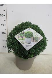 Ilex crenata Stokes C10 Lit. Krogla 35-40 cm