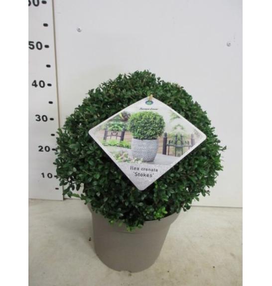 Ilex crenata Stokes C10 Lit. Krogla 35-40 cm
