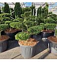 Ilex crenata Glorie Gem Flat C110 Lit. 100/+cm Bonsai