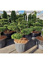 Ilex crenata Glorie Gem Flat C110 Lit. 100/+cm Bonsai