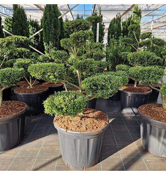 Ilex crenata Glorie Gem Flat C110 Lit. 100/+cm Bonsai