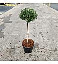 Ilex crenata Glorie Dwarf C8 Lit. Na steblu 40 cm