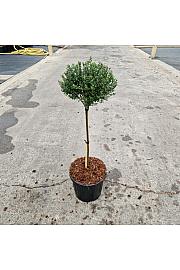 Ilex crenata Glorie Dwarf C8 Lit. Na steblu 40 cm