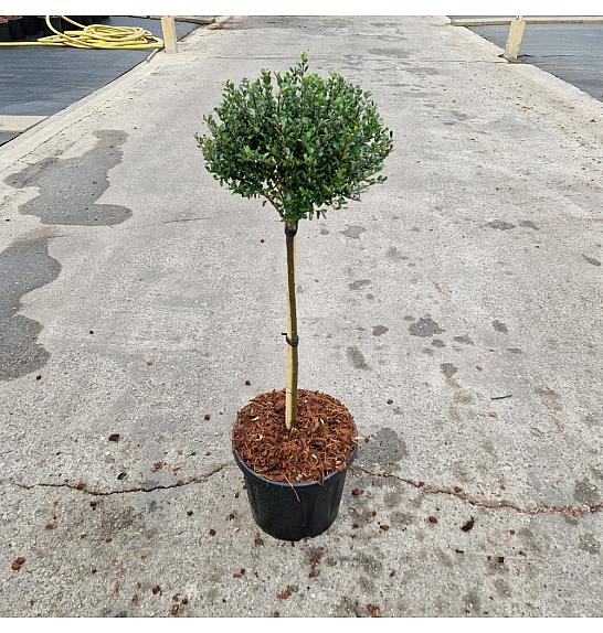Ilex crenata Glorie Dwarf C8 Lit. Na steblu 40 cm