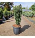Ilex crenata Fastigiata C18 Lit. 70-80 cm