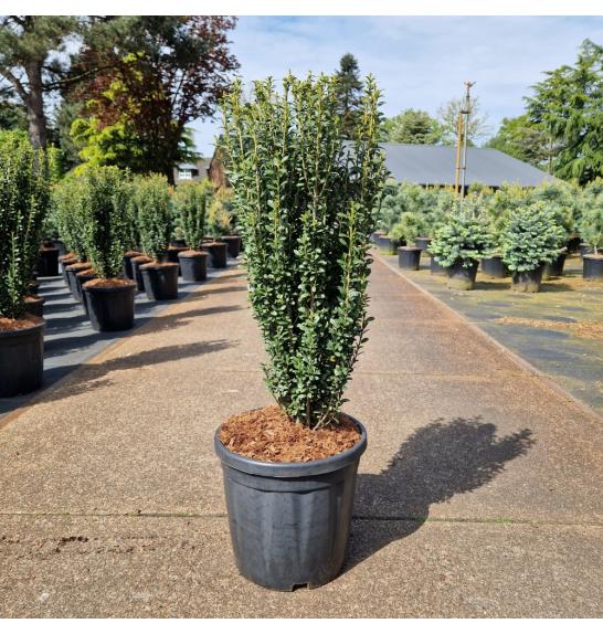 Ilex crenata Fastigiata C18 Lit. 70-80 cm