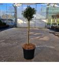 Ilex aquifolium Heckenzwerg C11 Lit. Na steblu 40 cm Krogla