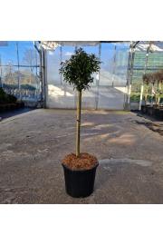Ilex aquifolium Heckenzwerg C11 Lit. Na steblu 40 cm Krogla