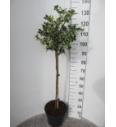 Ilex aquifolium Argentea Marginata C12 Lit. Na steblu 80 cm