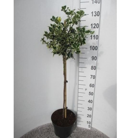 Ilex aquifolium Argentea Marginata C12 Lit. Na steblu 80 cm