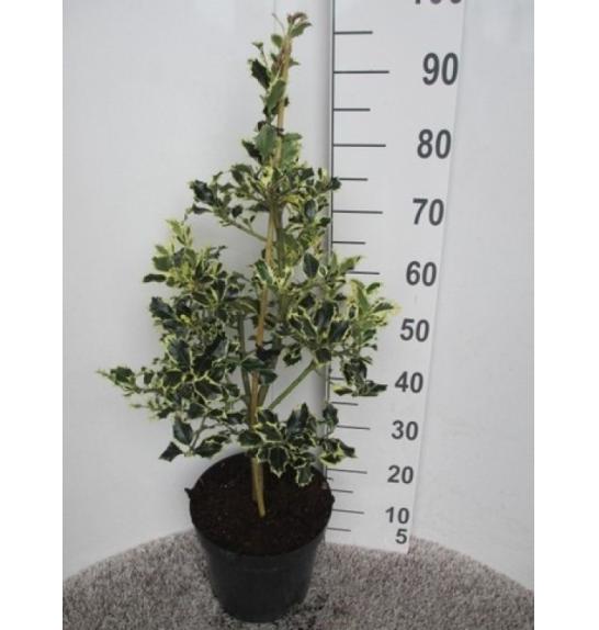 Ilex aquifolium Argentea Marginata C10 Lit. Piramida 80-100 cm