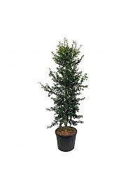 Ilex aquipernyi Dragon Lady C90 Lit. 225-250 cm ekstra piramida na stabljici