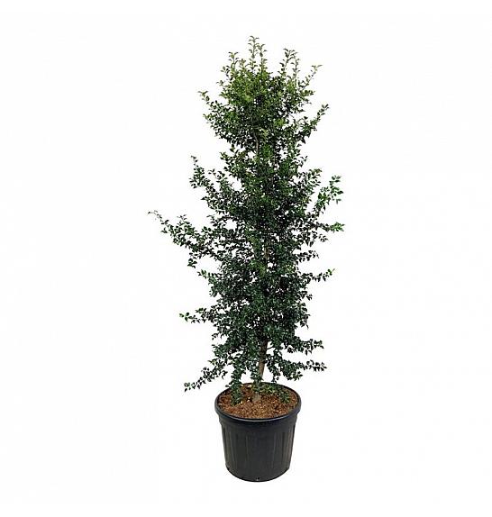 Ilex aquipernyi Dragon Lady C90 Lit. 225-250 cm ekstra piramida na stabljici