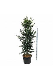 Ilex aquipernyi Dragon Lady C90 Lit. 225-250 cm; Piramida na steblu 20 cm extra