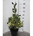 Ilex altaclerensis Golden King C10 Lit. Piramida 60-80 cm
