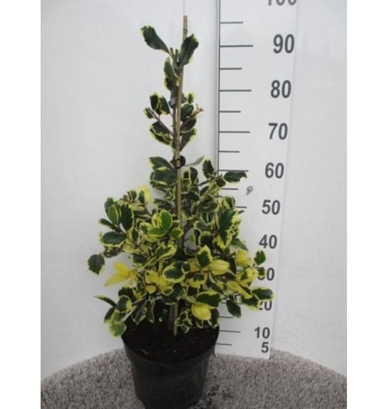 Ilex altaclerensis Golden King C10 Lit. Piramida 60-80 cm