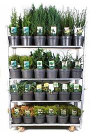 Standardna mješavina četinjača C5 lit. 20-40 cm; 1 CC KOLICA = 68 KOMADA