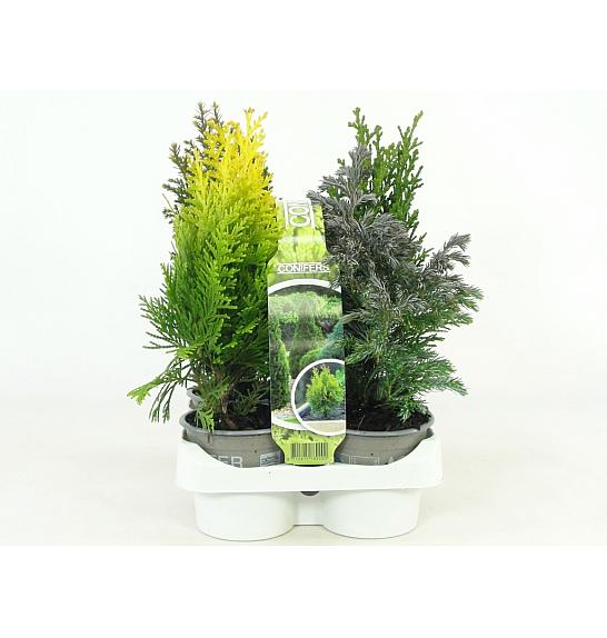 Četinjače Ø9 miks 4 pakiranja