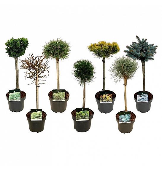 Iglavci ekskluzivni Mix C5 Lit. Na steblu 40 cm