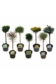 Miks četinjača C5 Lit. Na stabljici 40 cm