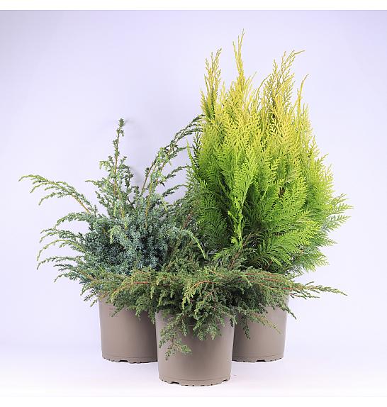 Iglavci Ekskluzivni Mix C5 Lit. 40-60 cm