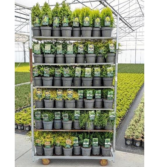 Iglavci Standardni Mix C2,5 Lit. 20-40 cm; 1 CC VOZIČEK = 144 KOS