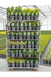 Standardna mješavina četinjača C2,5 lit. 20-40 cm; 1 CC KOLICA = 144 KOMADA