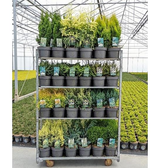 Ekskluzivna mješavina četinjača C5 lit. 20-40 cm; 1 CC KOLICA = 68 KOMADA