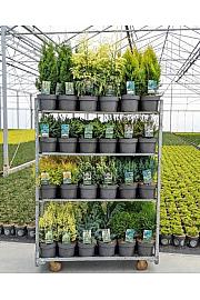 Iglavci Ekskluzivni Mix C5 Lit. 20-40 cm; 1 CC VOZIČEK = 68 KOS