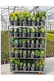 Ekskluzivna mješavina četinjača C2,5 lit. 20-40 cm; 1 CC KOLICA = 120 KOMADA