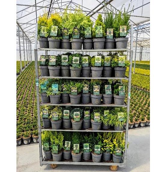 Iglavci Ekskluzivni Mix C2,5 Lit. 20-40 cm; 1 CC VOZIČEK = 120 KOS