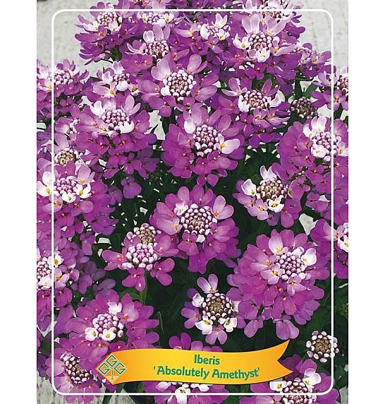 Iberis Absolutely Amethyst Ø11