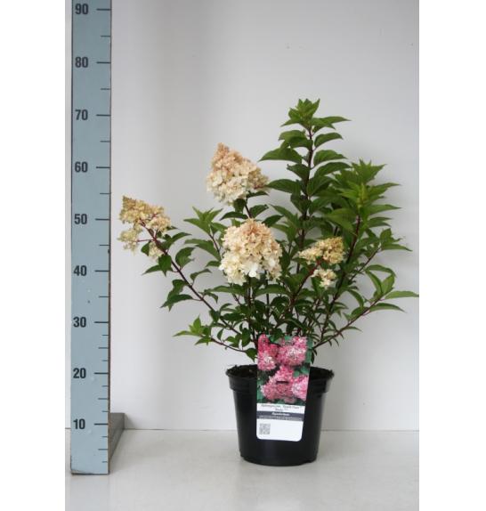 Hydrangea paniculata Vanille Fraice C7,5 Lit. 40-50 cm