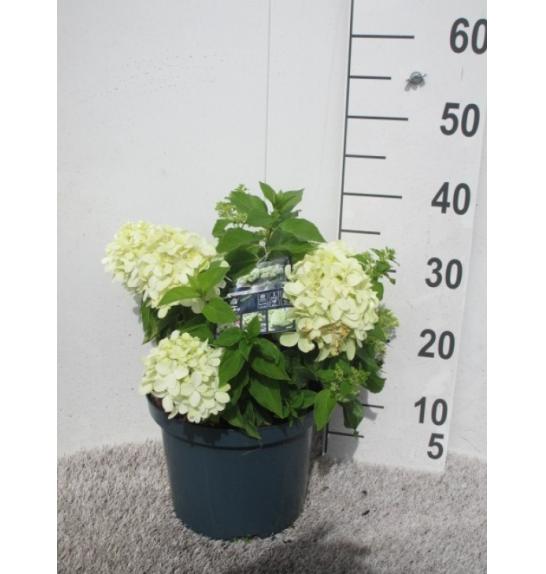 Hydrangea paniculata Little Spooky C5 Lit. 20-25 cm