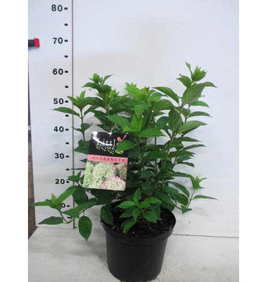 Hydrangea paniculata Little Lime C5 Lit. 25-30 cm