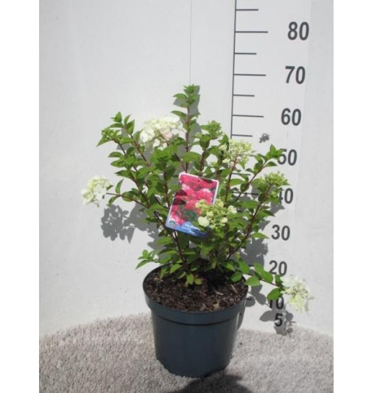 Hydrangea paniculata Diamant Rouge C7,5 Lit. 30-50 cm