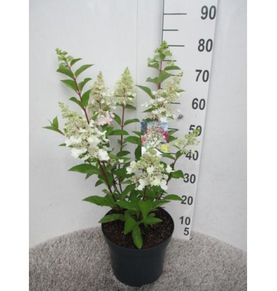 Hydrangea paniculata Candlelight C7,5 Lit. 40-50 cm