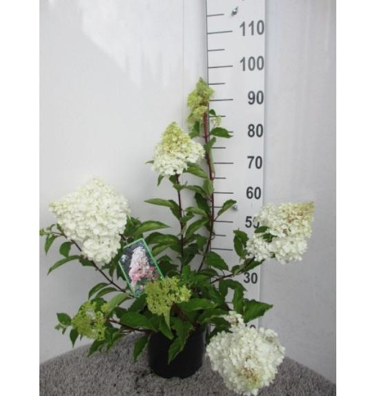 Hydrangea paniculata Angels Blush C7,5 Lit. 40-50 cm