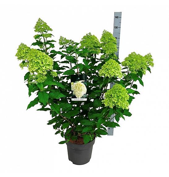Hydrangea paniculata Limelight C15 Lit. 60-80 cm