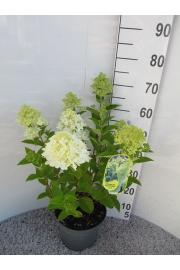 Hydrangea paniculata Magical Candle C5 Lit. 20-25 cm