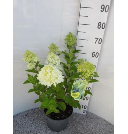 Hydrangea paniculata Magical Candle C5 Lit. 20-25 cm