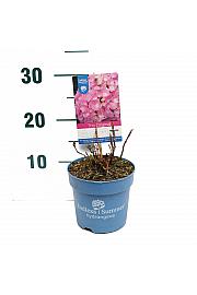 Hortenzija makrofila Original® ružičasta C1,5 lit. 10-15 cm