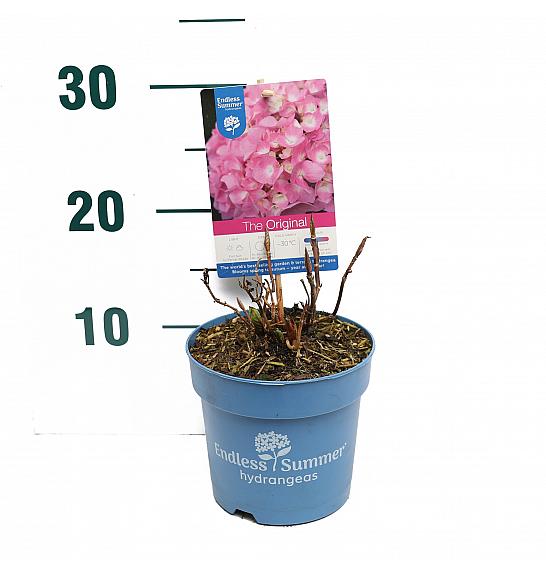Hydrangea macrophlla The Original® Pink C1,5 Lit. 10-15 cm