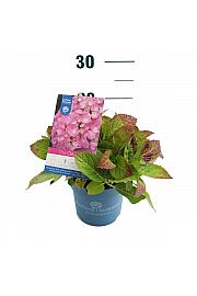 Hydrangea macrophylla The Original® Pink C1,5 Lit. 10-15 cm