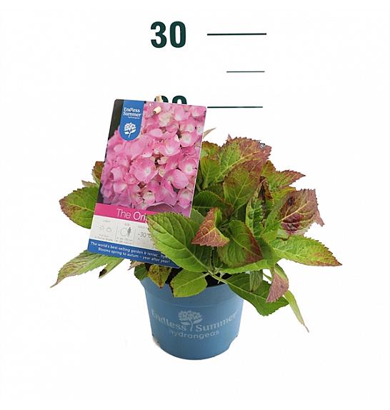 Hydrangea macrophylla The Original® Pink C1,5 Lit. 10-15 cm