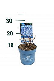 Hydrangea macrophlla The Original® Blue C1,5 Lit. 10-15 cm