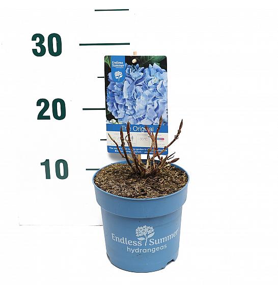 Hydrangea macrophlla The Original® Blue C1,5 Lit. 10-15 cm