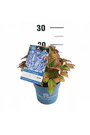 Hydrangea macrophylla The Original® Blue C1,5 Lit. 10-15 cm