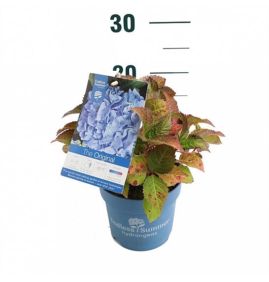 Hydrangea macrophylla The Original® Blue C1,5 Lit. 10-15 cm