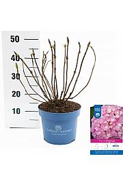 Hortenzija makrofila Originalna ružičasta C5 Lit. 25-30 cm